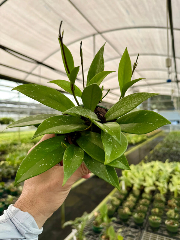 Hoya pubicalyx 'Splash' plant with variegated green and white leaves, displayed in a pot, from Canopy Plant Co.