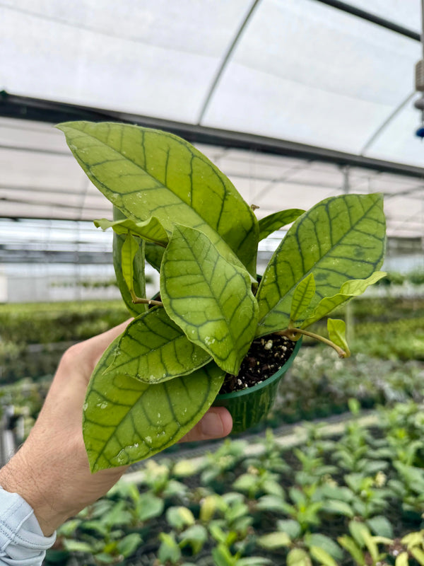 Close-up of a 4-inch Hoya ranauensis plant by Canopy Plant Co, showcasing its unique foliage and growth pattern.