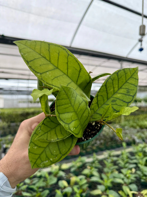 Close-up of a 4-inch Hoya ranauensis plant by Canopy Plant Co, showcasing its lush green leaves and intricate leaf patterns.