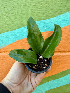 4” Hoya rigida -  Canopy Plant Co.