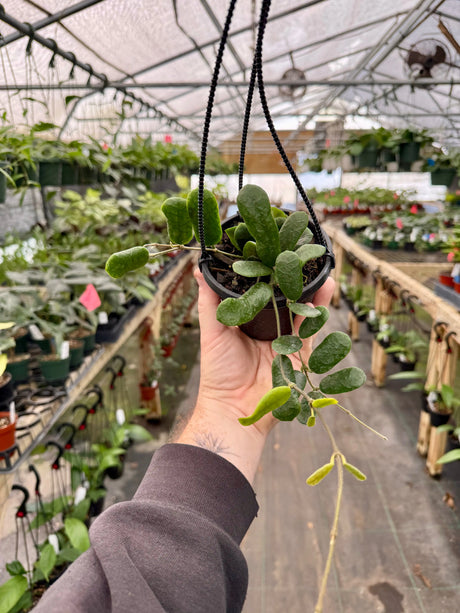 4” Hoya rotundiflora hanging basket -  Canopy Plant Co.