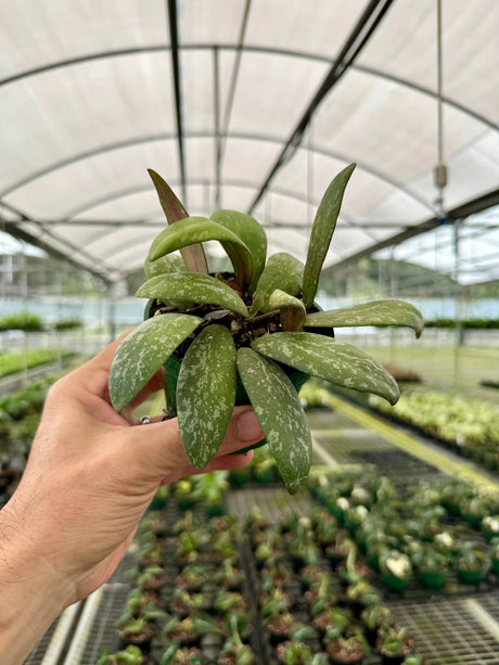 4" Hoya sigillatis sp. Borneo (round form) Canopy Plant Co.