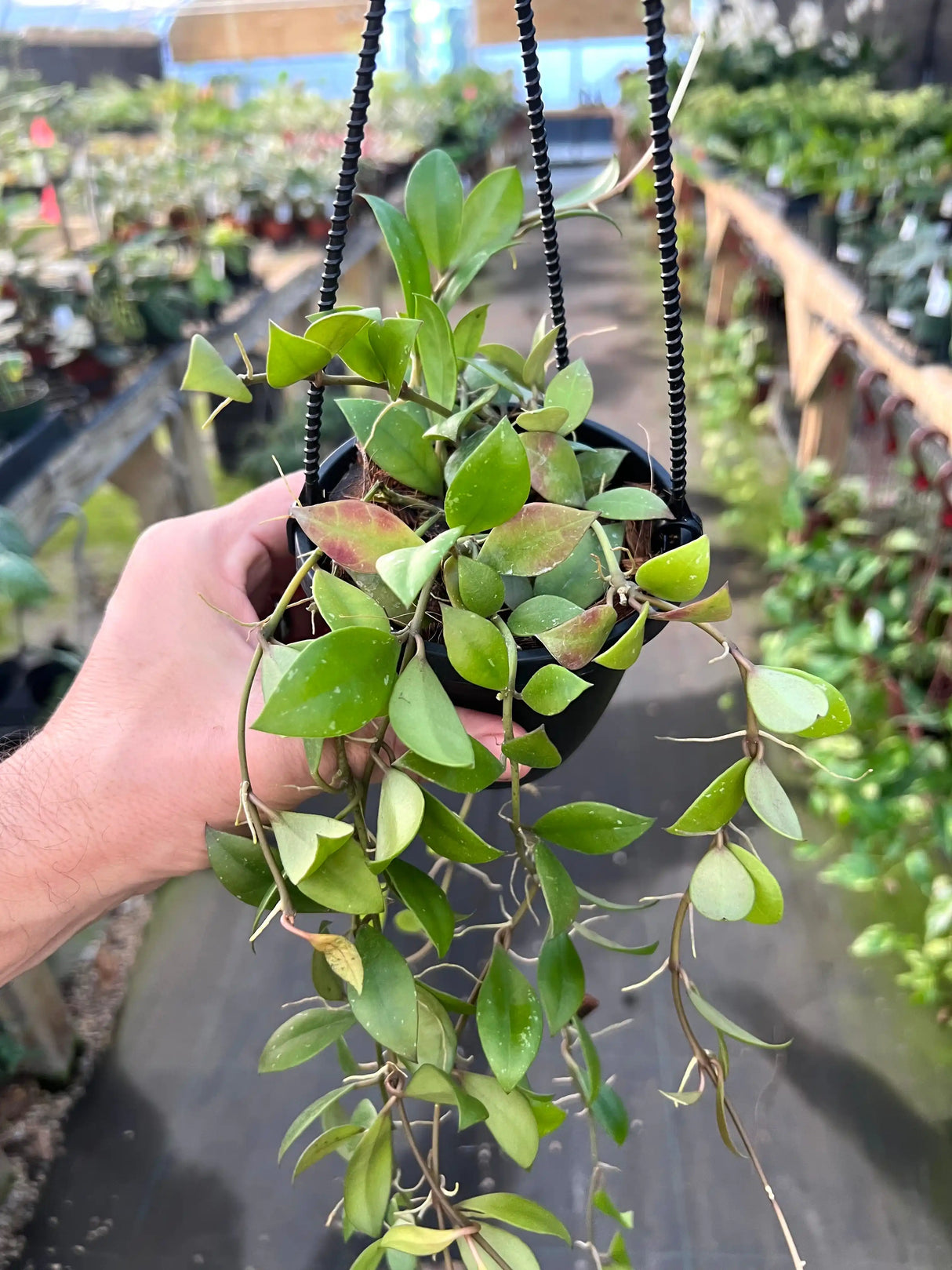 4" Hoya sipitangensis hanging basket - Canopy Plant Co.