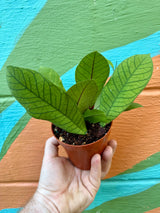 Healthy 4-inch Hoya sp. Sabah plant with lush green leaves, potted in a small container, from Canopy Plant Co.