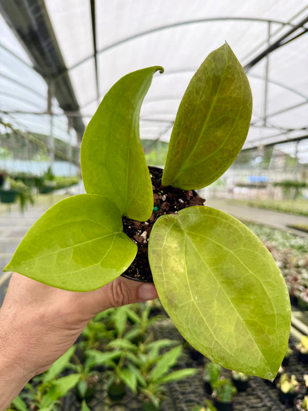 Close-up of a 4-inch Hoya surigaoensis plant from Canopy Plant Co., showcasing its lush green leaves and delicate foliage.