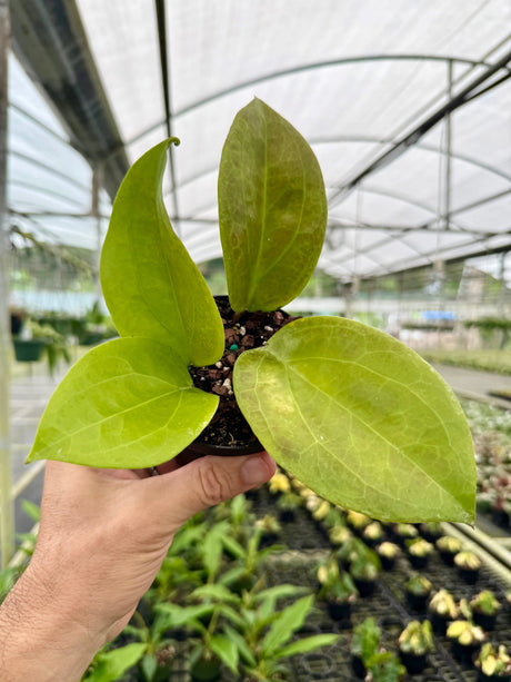 4” Hoya surigaoensis Canopy Plant Co.