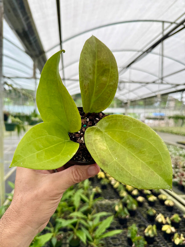 Hoya surigaoensis plant with green, elongated leaves, displayed in a pot, cultivated by Canopy Plant Co.