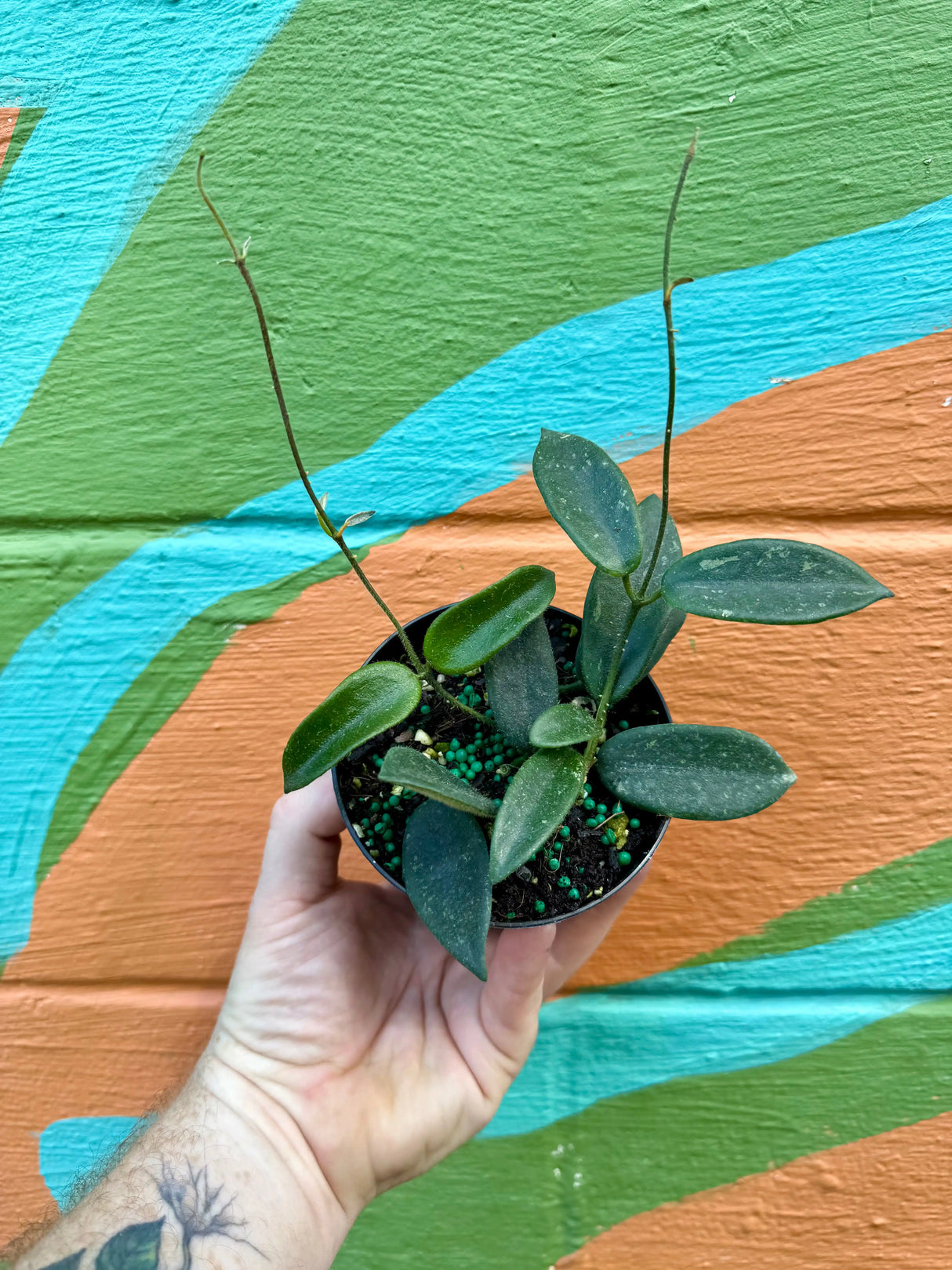 4” Hoya thomsonii (white flower) - Canopy Plant Co.