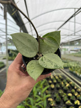4" Hoya verticillata 'Silver Heart' -  Canopy Plant Co.