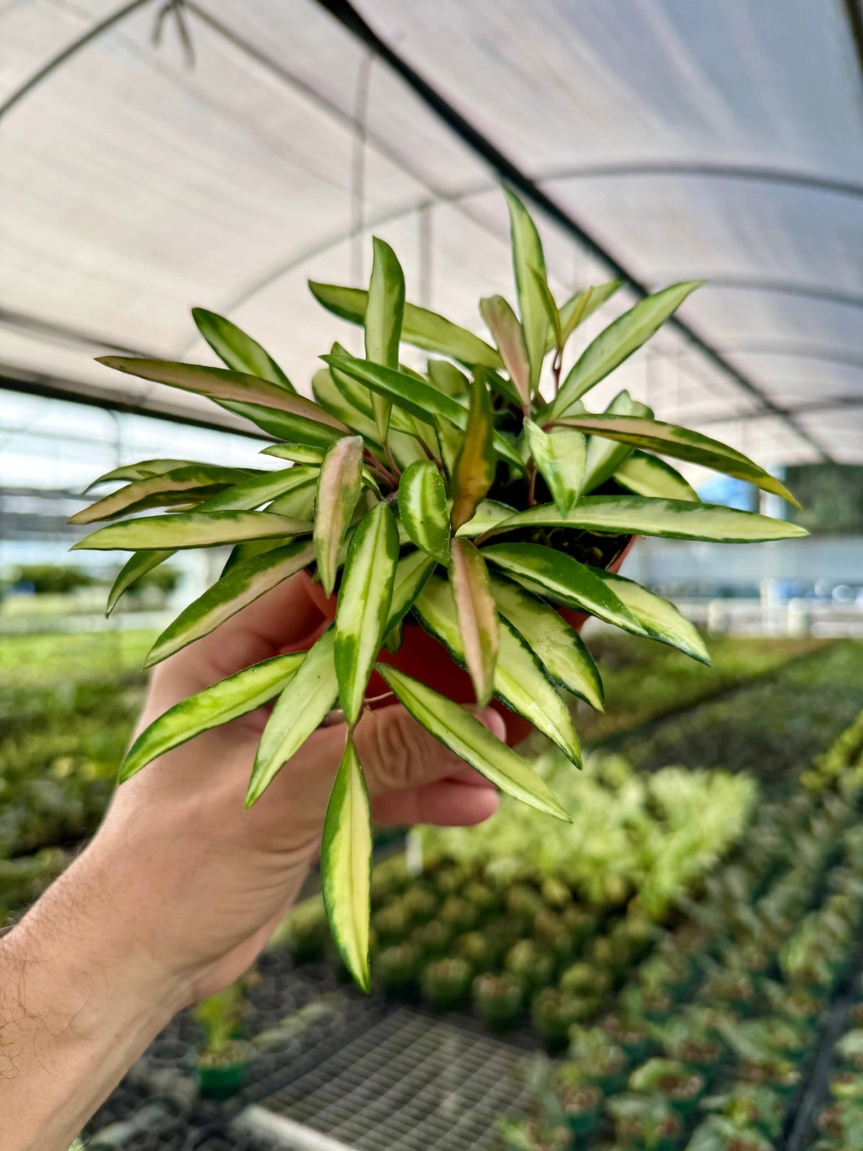 4" Hoya wayetii variegated -  Canopy Plant Co.