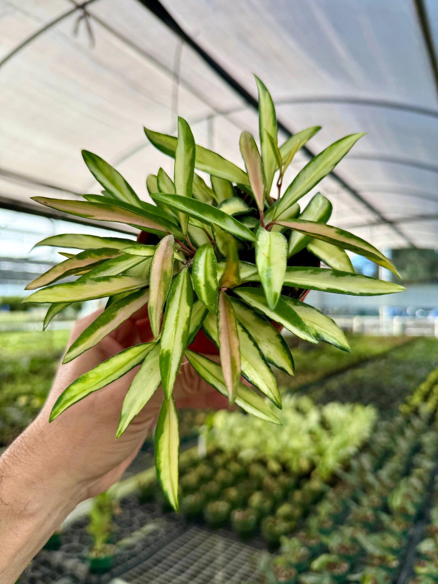 4" Hoya wayetii variegated -  Canopy Plant Co.