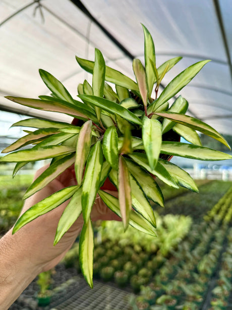 4" Hoya wayetii variegated -  Canopy Plant Co.
