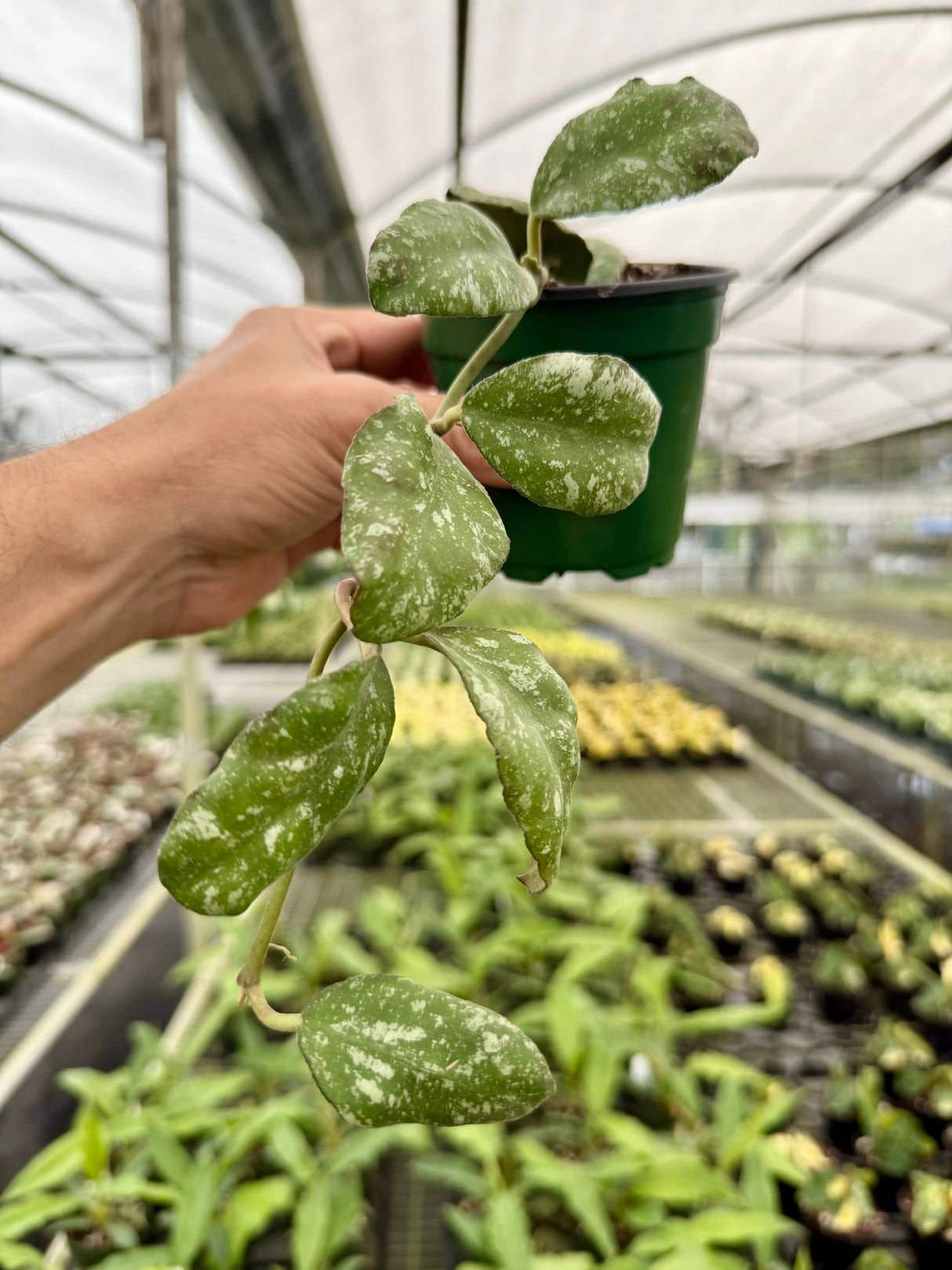 4” Hoya waymaniae 'Cloudy Sky' ('Kapuas') - Canopy Plant Co.