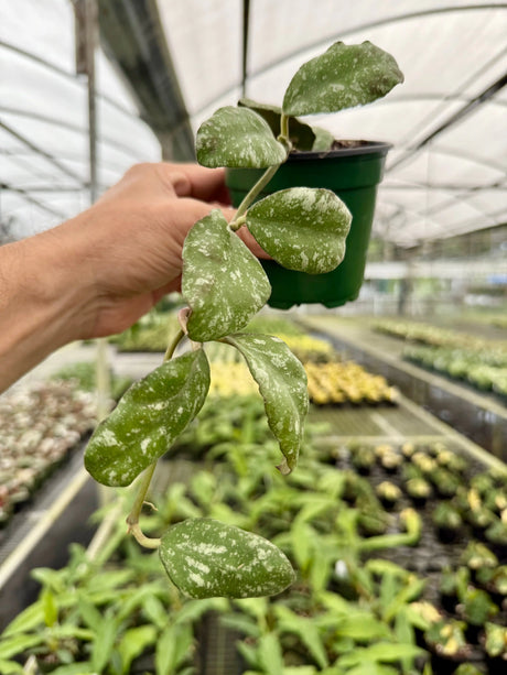 4” Hoya waymaniae 'Cloudy Sky' ('Kapuas') - Canopy Plant Co.