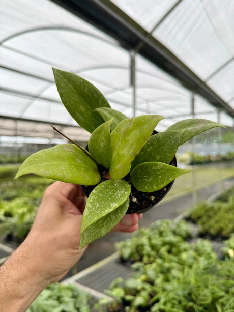 4" Hoya wibergiae (Pink Splash) -  Canopy Plant Co.
