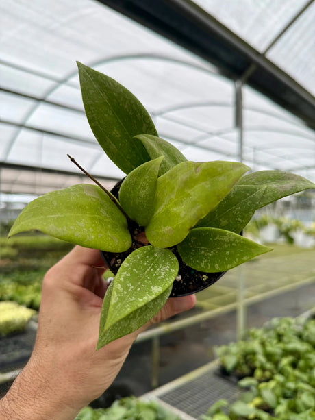 4" Hoya wibergiae (Pink Splash) -  Canopy Plant Co.