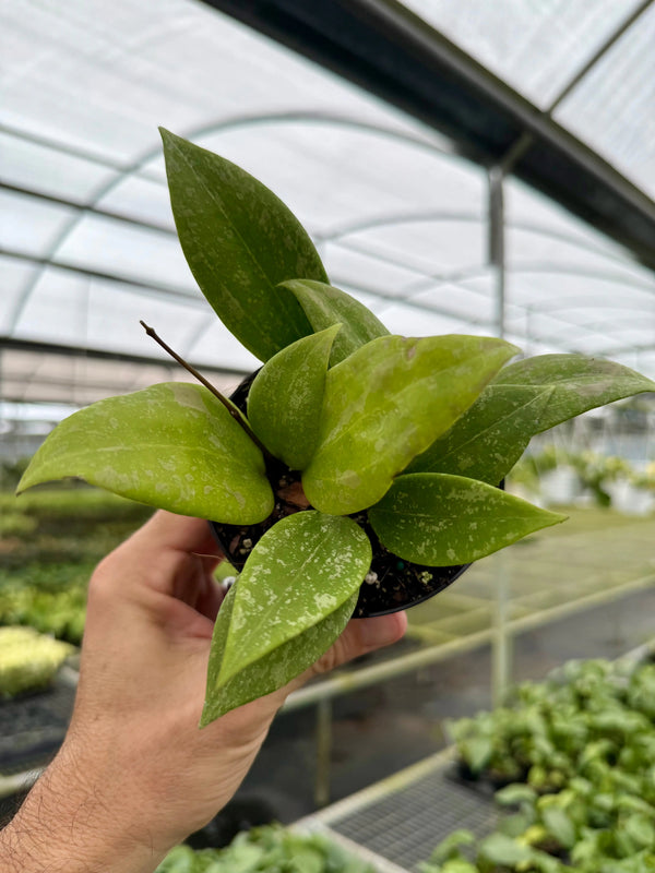 4" Hoya wibergiae (Pink Splash) -  Canopy Plant Co.