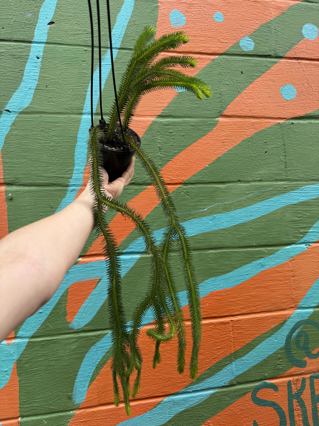 4" Huperzia squarrosa sp. Thailand hanging basket -  Canopy Plant Co.