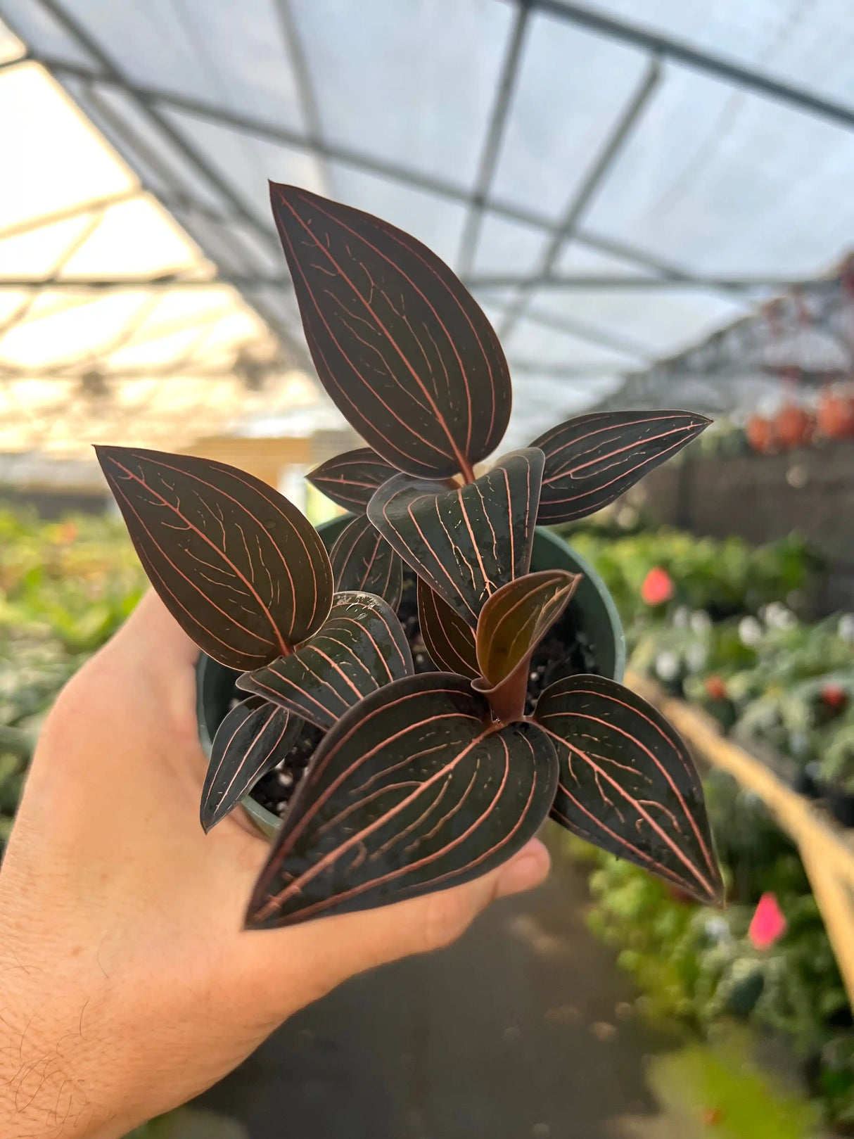 4" Ludisia discolor 'Black Jewel Orchid' Canopy Plant Co.