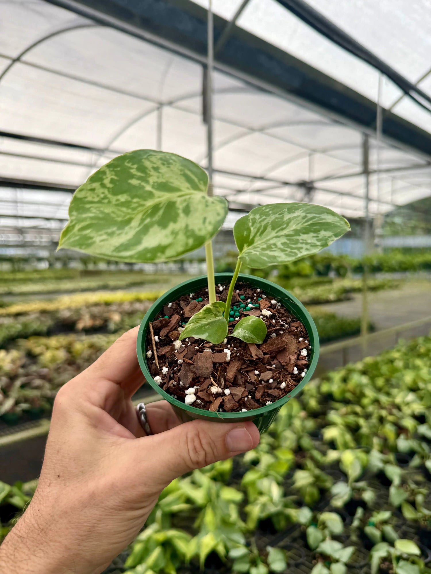 4" Monstera ‘Bulbasaur' -  Canopy Plant Co.