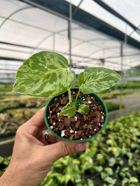 4" Monstera ‘Bulbasaur' Canopy Plant Co.