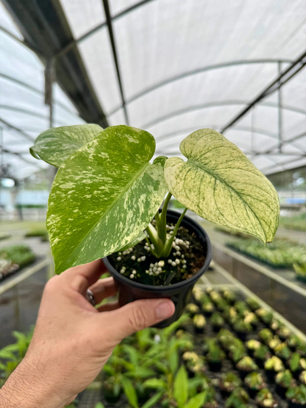 Healthy 4-inch Monstera ‘Mint’ plant from Canopy Plant Co., featuring vibrant green leaves and lush foliage.