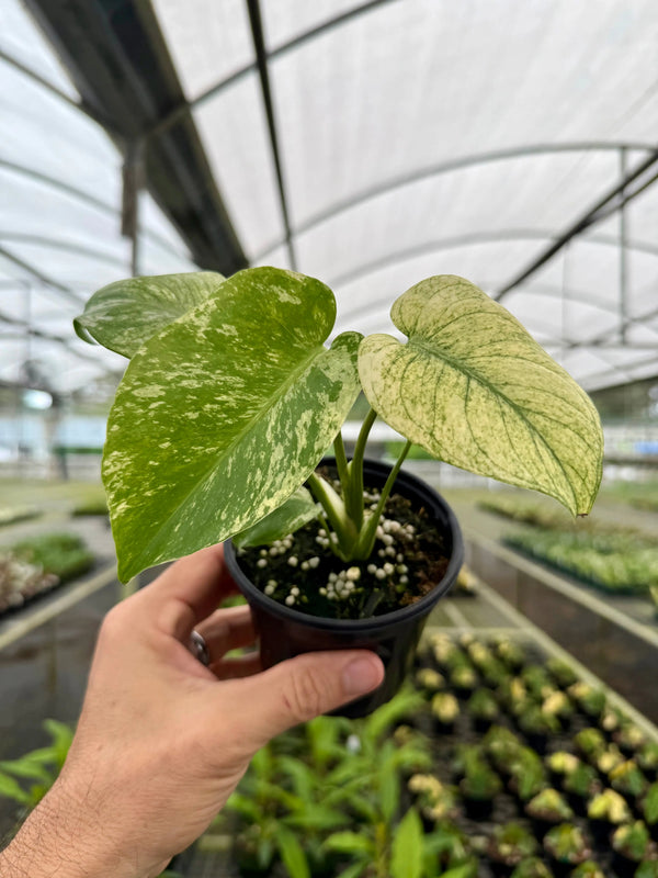 Healthy 4-inch Monstera ‘Mint’ plant by Canopy Plant Co., showcasing lush green leaves with distinctive splits and vibrant foliage.