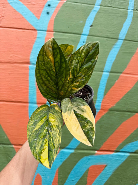 4" Monstera ‘Peru’ variegated (Monstera karstenianum) - Canopy Plant Co.