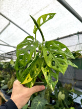 4” Monstera adansonii variegated -  Canopy Plant Co.