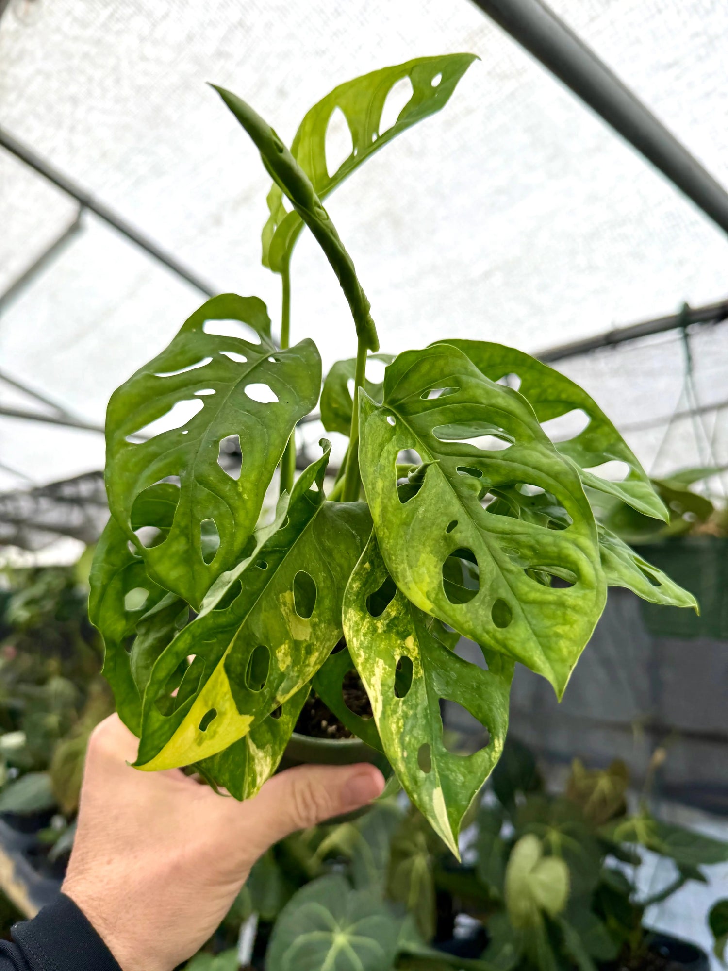 4” Monstera adansonii variegated -  Canopy Plant Co.