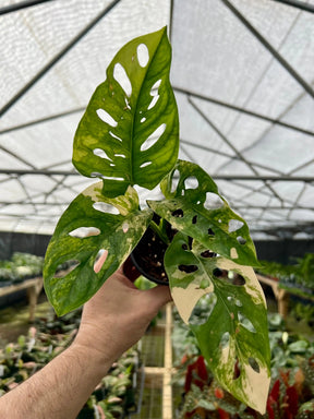 4” Monstera adansonii variegated 'Aurea' (yellow) - Canopy Plant Co.
