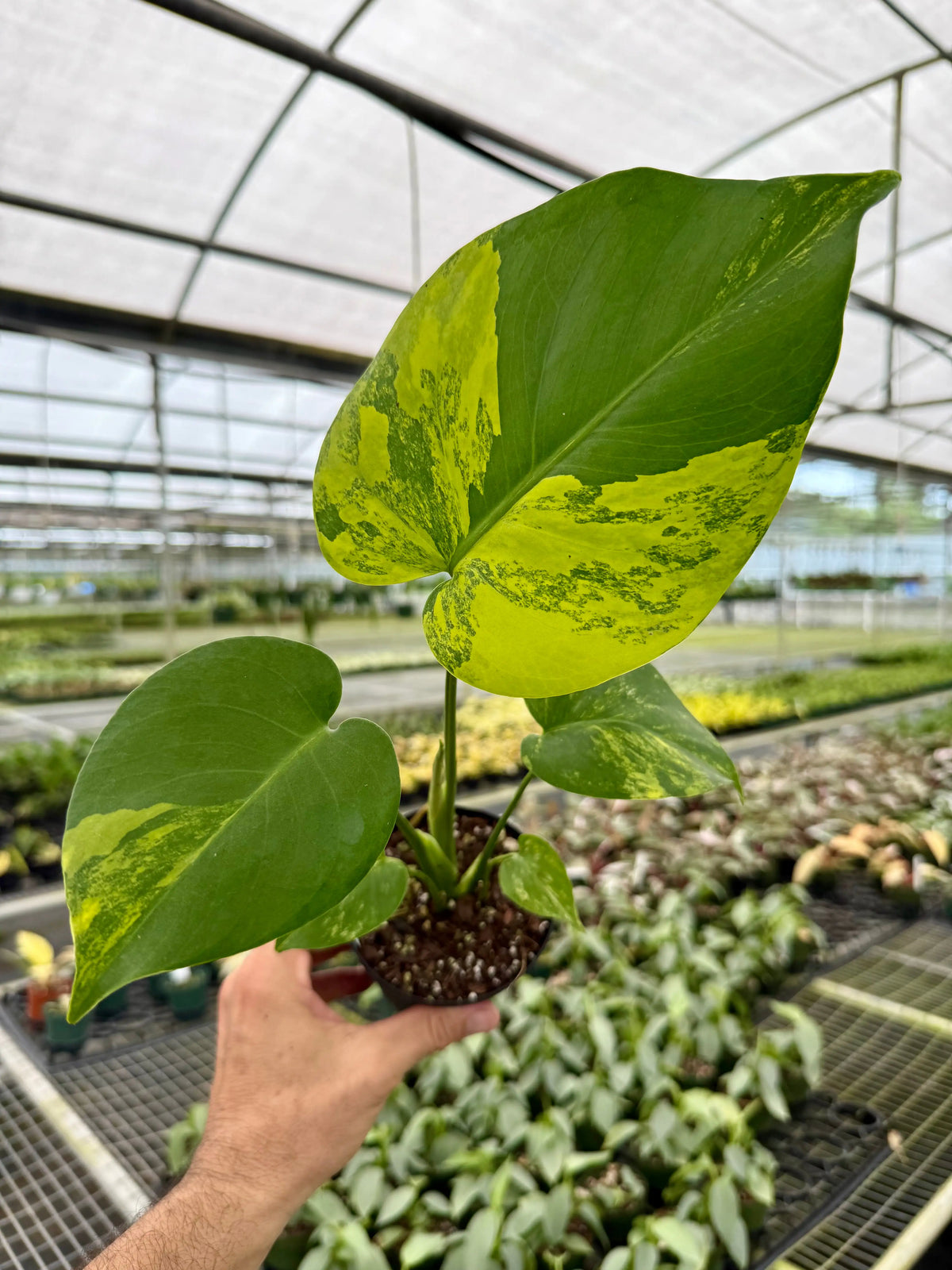 4_Monstera_deliciosa_variegate