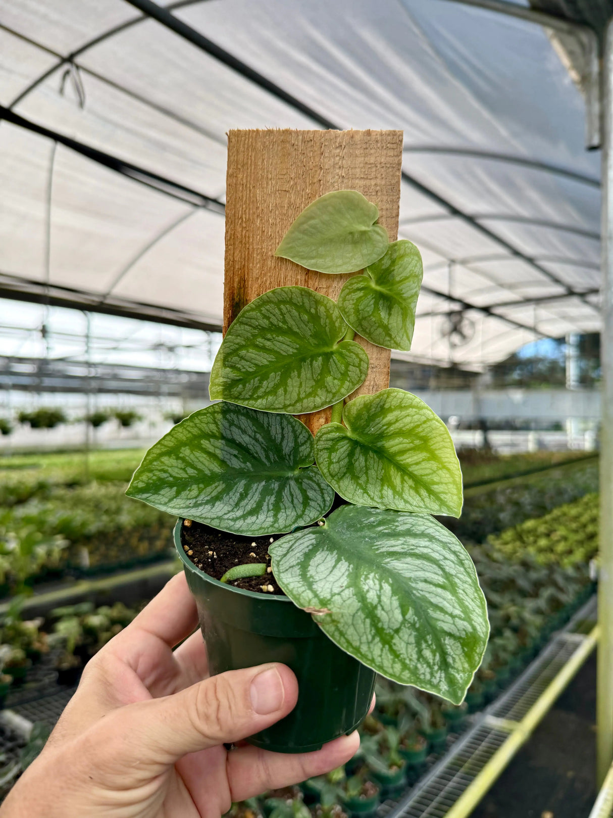 4" Monstera dubia -  Canopy Plant Co.