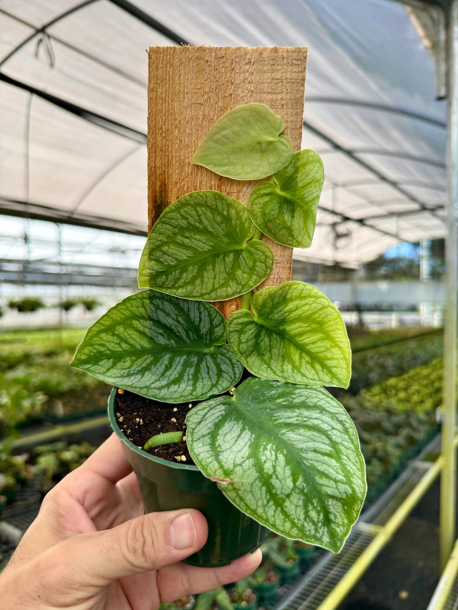 4" Monstera dubia -  Canopy Plant Co.
