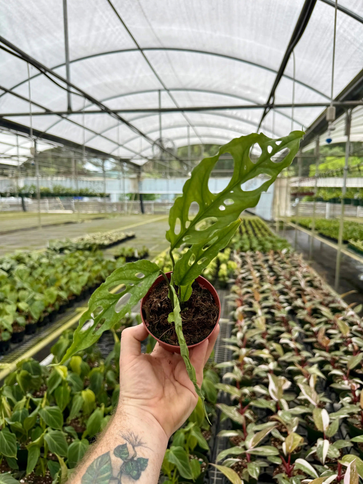 4" Monstera obliqua sp. Peru - Canopy Plant Co.