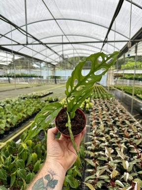 4" Monstera obliqua sp. Peru Canopy Plant Co.