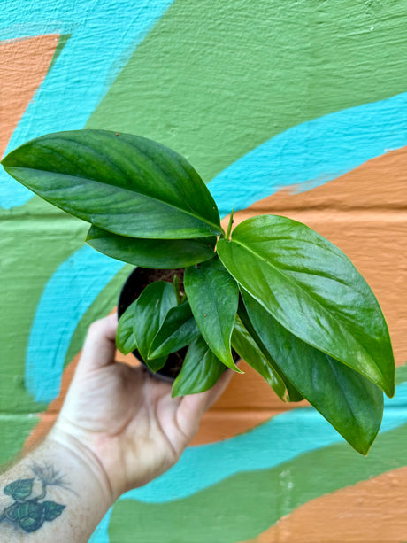 4" Monstera pinnatipartita Canopy Plant Co.