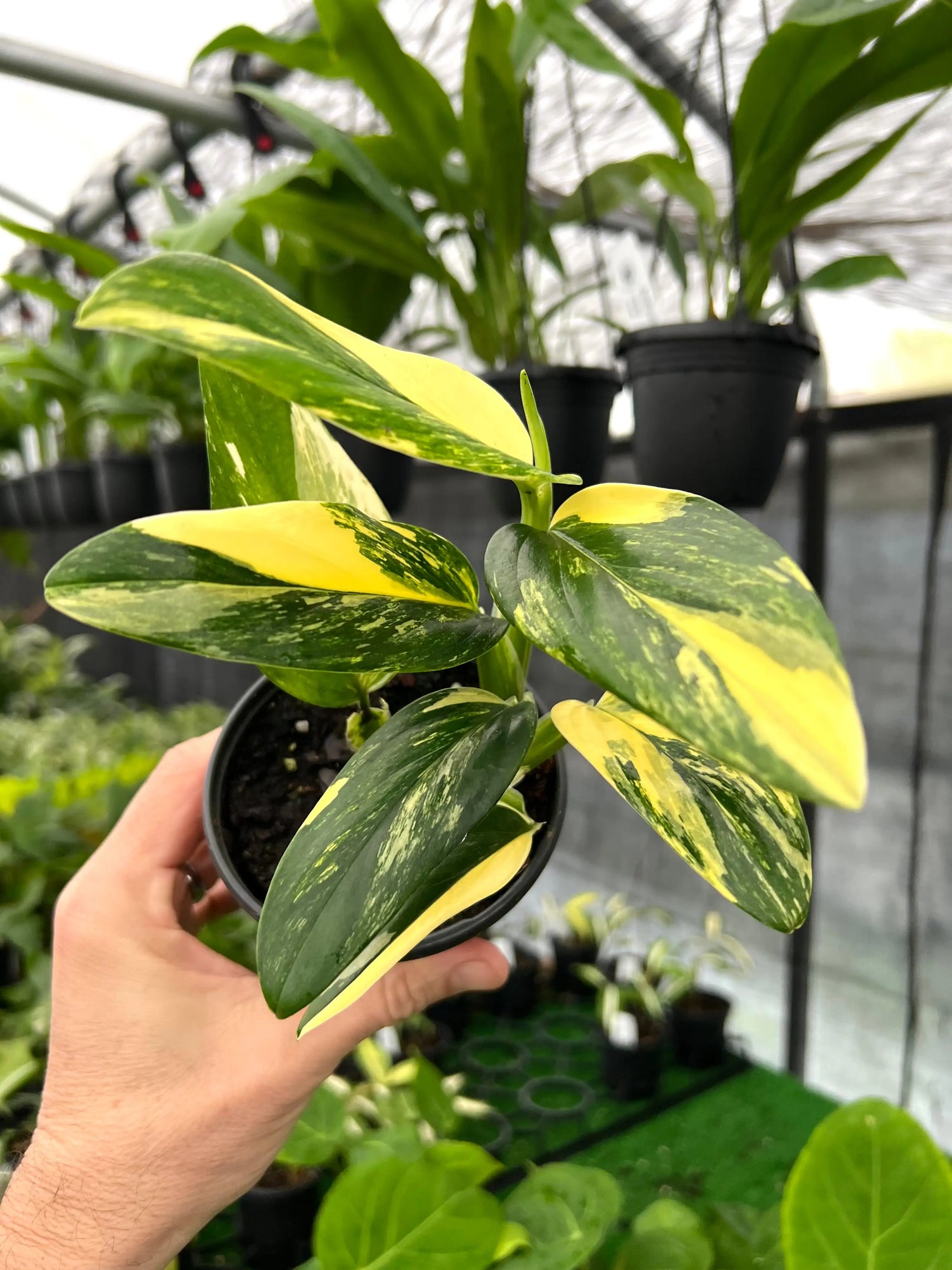4" Monstera standleyana aurea (yellow variegated) -  Canopy Plant Co.