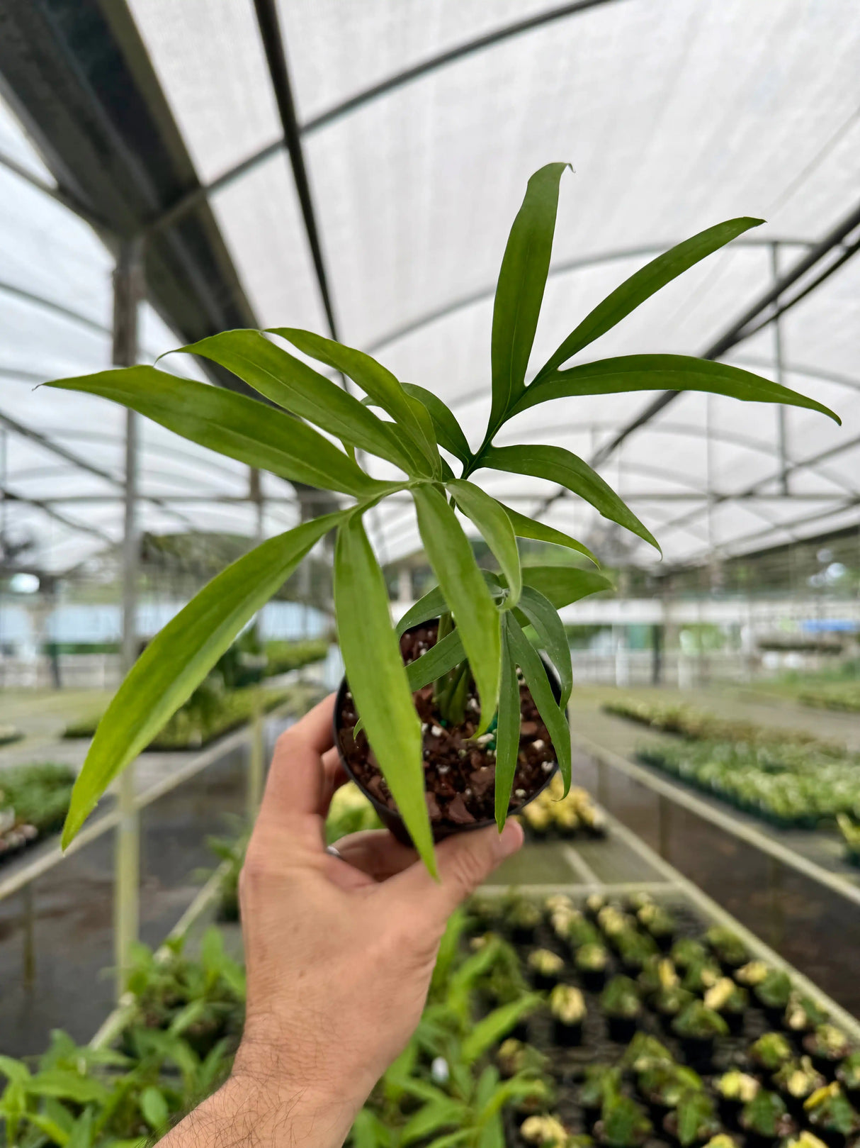 4" Monstera subpinnata - Canopy Plant Co.