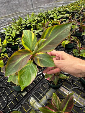 4" Musa Banana 'No No' pink variegated -  Canopy Plant Co.