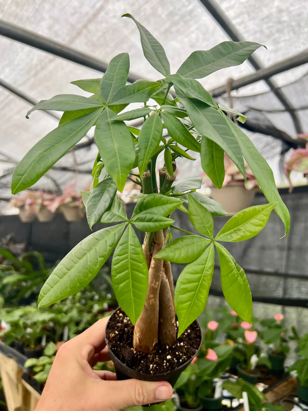 4" Pachira aquatica 'Money Tree' - Canopy Plant Co.