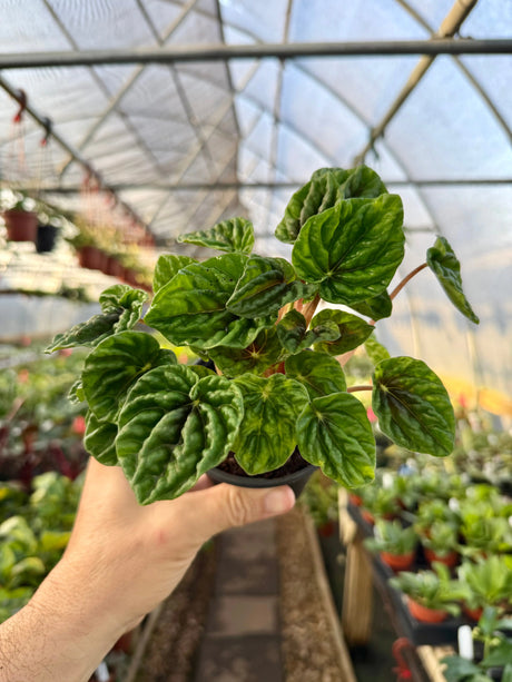4" Peperomia 'Emerald Ripples' -  Canopy Plant Co.