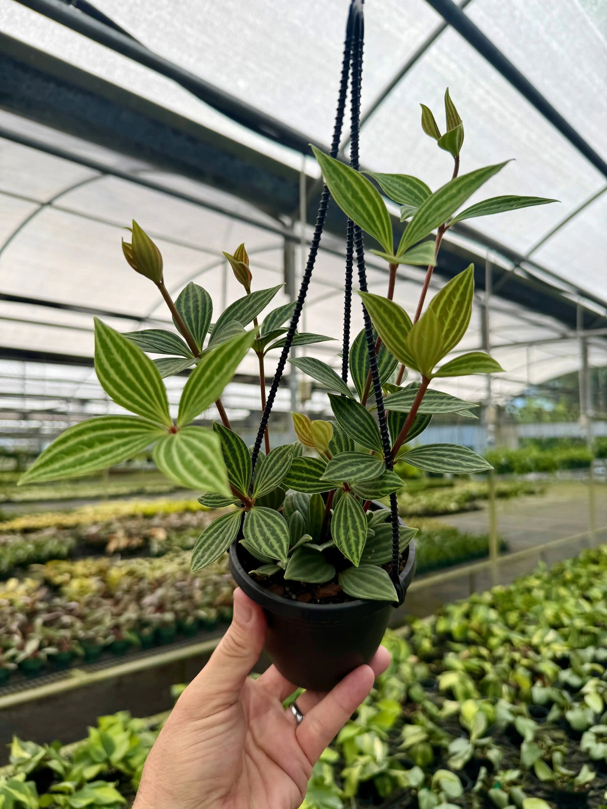 4" Peperomia puteolata hanging basket - Canopy Plant Co.