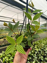 4" Peperomia puteolata hanging basket Canopy Plant Co.