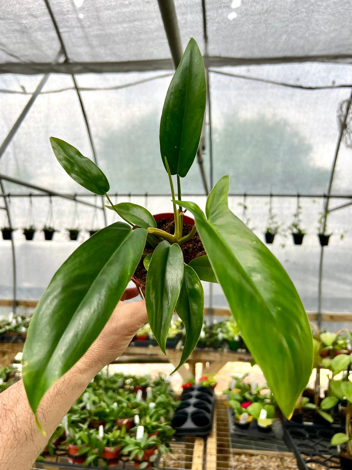 4" Philodendron 69686 - Canopy Plant Co.