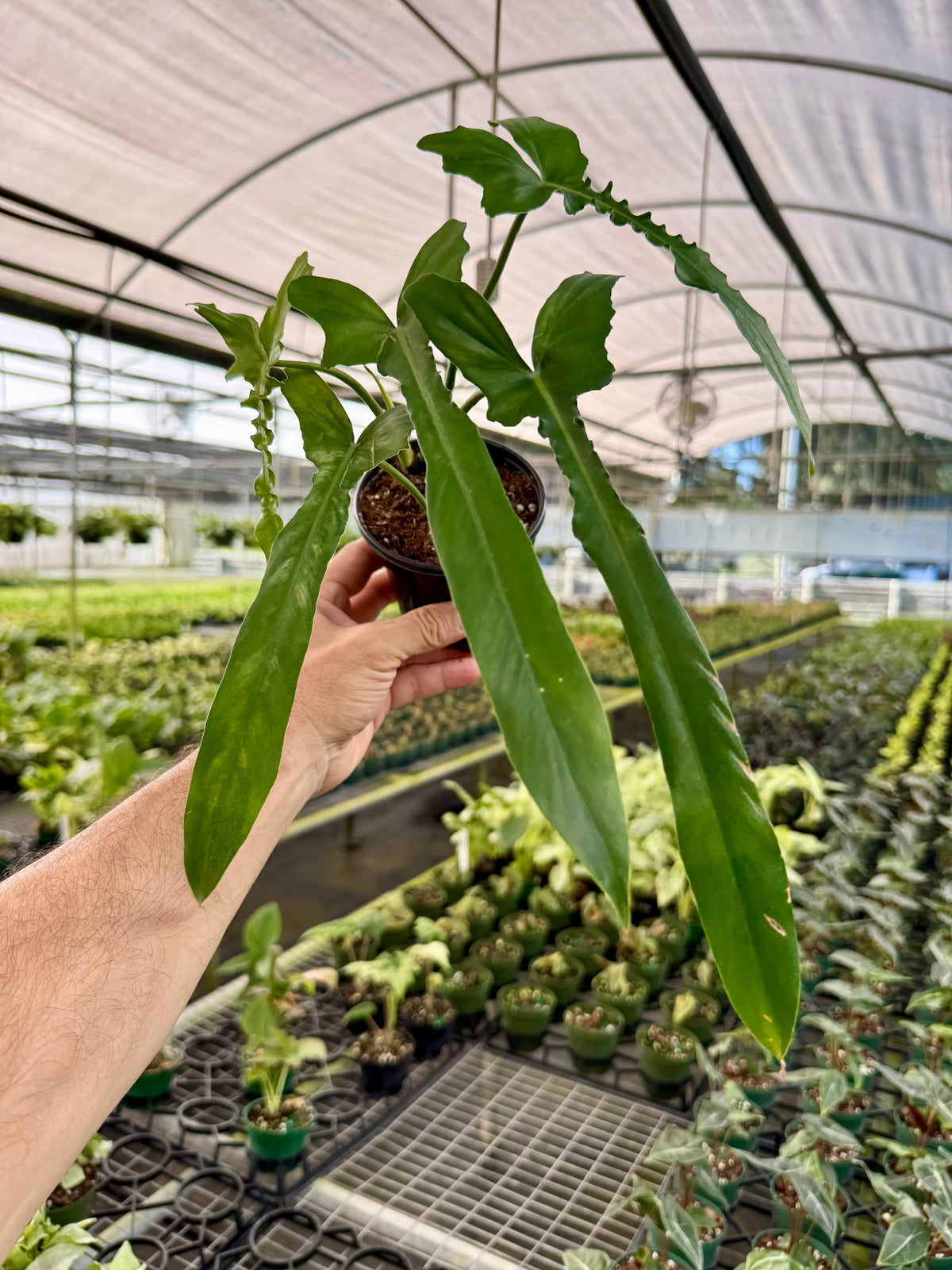 フィロデンドロン　ベルアイル 4” Philodendron 'Belle Isle' | Canopy Plant Co.
