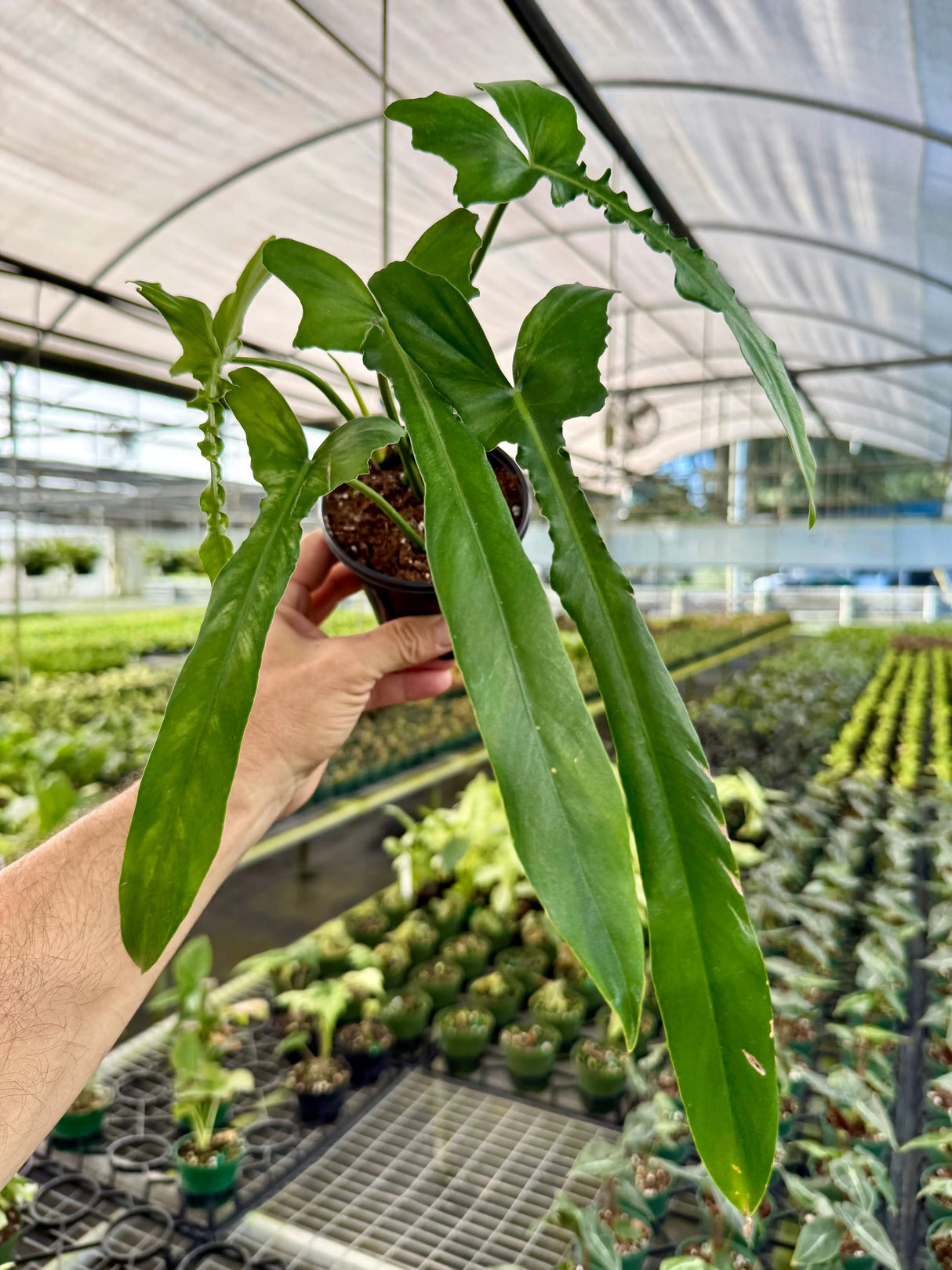 4” Philodendron 'Belle Isle' -  Canopy Plant Co.