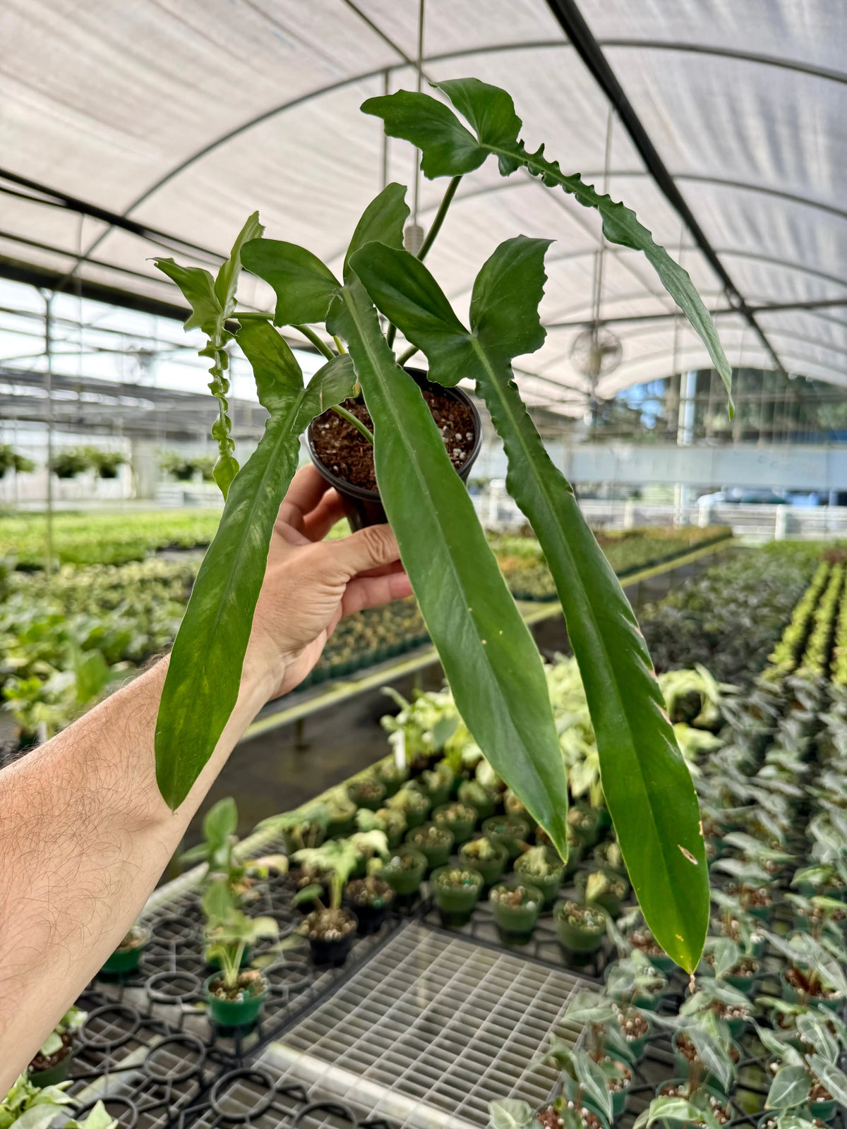 4” Philodendron 'Belle Isle' | Canopy Plant Co.