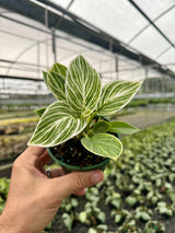 4" Philodendron ‘Birkin’ - Canopy Plant Co.