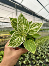 4" Philodendron ‘Birkin’ Canopy Plant Co.